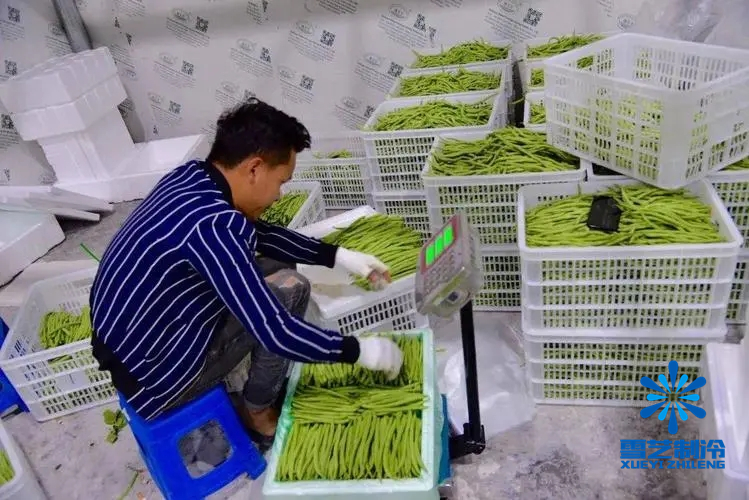 四季豆冷庫(kù)6.webp.jpg